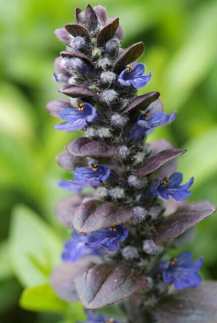 thumbnail_6000-2418.jpg Ajuga reptans 'Catlin's Giant' | 12 stuks