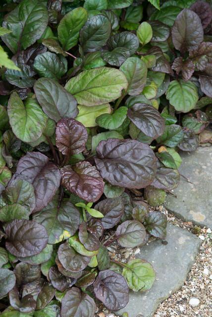 thumbnail_6000-2421.jpg Ajuga reptans 'Catlin's Giant' | 12 stuks