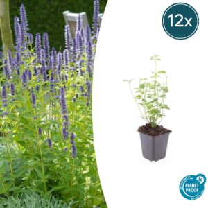 Agastache 'Black Adder' | 12 stuks