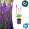 Salvia nemorosa 'Ostfriesland' | 12 stuks