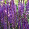 Salvia nemorosa 'Ostfriesland' | 12 stuks