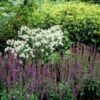 Salvia nemorosa 'Ostfriesland' | 12 stuks