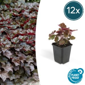 Heuchera mic. 'Palace Purple' | 12 stuks