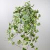 Hedera Helix Gold Child - Hangplant XXL