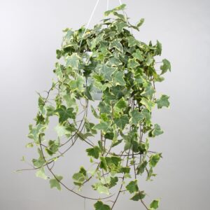 thumbnail_6000-282.jpg Hedera Helix Gold Child - Hangplant XXL