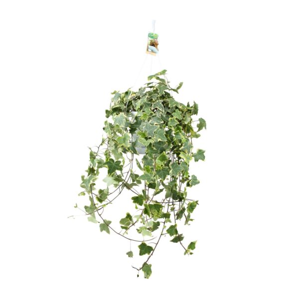 thumbnail_6000-283.jpg Hedera Helix Gold Child - Hangplant XXL