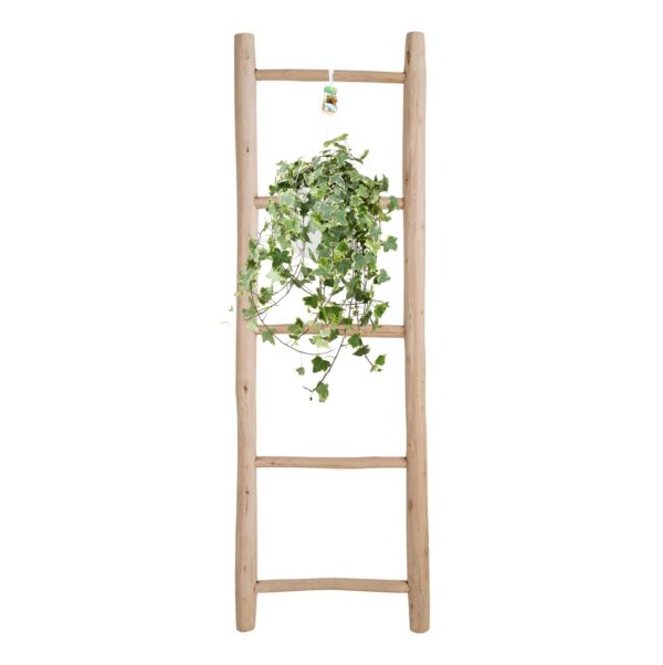 thumbnail_6000-284.jpg Hedera Helix Gold Child - Hangplant XXL
