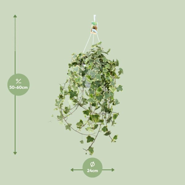 thumbnail_6000-285.jpg Hedera Helix Gold Child - Hangplant XXL