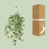 Hedera Helix Gold Child - Hangplant XXL