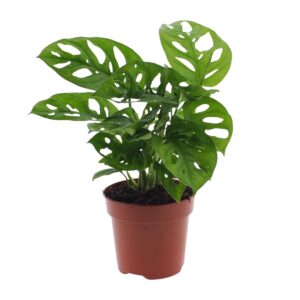 thumbnail_6000-290.jpg Monstera Monkey Leaf - Gatenplant
