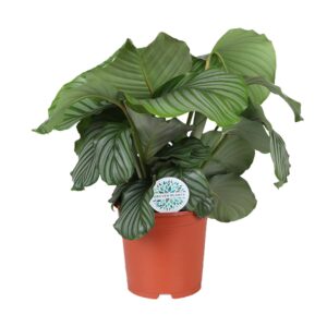 thumbnail_6000-299.jpg Calathea Orbifolia