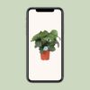 Calathea Orbifolia