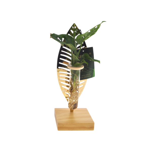 thumbnail_6000-1.png Kamerplanten mix in Verona glas