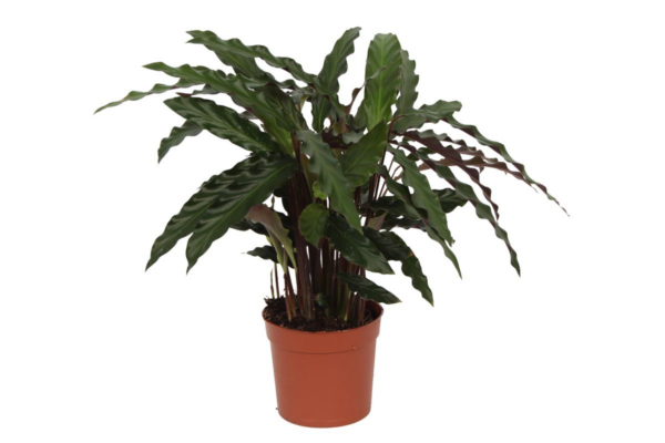 thumbnail_6000-2.png Calathea Elgergrass