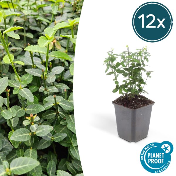 thumbnail_6000-2308.jpg Euonymus fortunei 'Radicans' | 12 stuks