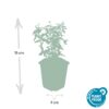 Euonymus fortunei 'Radicans' | 12 stuks