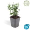 Euonymus fortunei 'Radicans' | 12 stuks