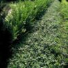 Euonymus fortunei 'Radicans' | 12 stuks