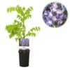 Blauwe regen - Wisteria floribunda Prolific - Bloem Blauw - 1 plant