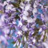 Blauwe regen - Wisteria floribunda Prolific - Bloem Blauw - 1 plant