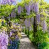 Blauwe regen - Wisteria floribunda Prolific - Bloem Blauw - 1 plant