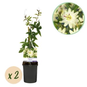 thumbnail_6000-2348.jpg Passiebloem - Passiflora Avalanche - Bloem Wit - Weinig onderhoud - 2 planten