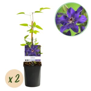thumbnail_6000-2359.jpg Clematis The President - Bosrank - Paars - Klimplant | 2 stuks