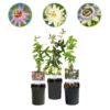 Passiebloem - Passiflora Tricolour - Bloem Roze Wit Paars - Weinig onderhoud - 3 planten