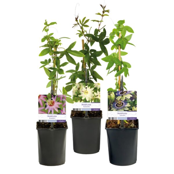 thumbnail_6000-2371.jpg Passiebloem - Passiflora Tricolour - Bloem Roze Wit Paars - Weinig onderhoud - 3 planten