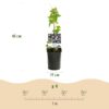 Passiebloem - Passiflora Tricolour - Bloem Roze Wit Paars - Weinig onderhoud - 3 planten