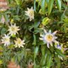 Passiebloem - Passiflora Tricolour - Bloem Roze Wit Paars - Weinig onderhoud - 3 planten
