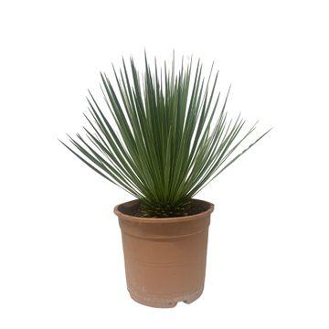 thumbnail_6000-2397.jpg Yucca Rostrata