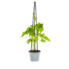 Ipomoea tricolor Heavenly Blue | 4 stuks
