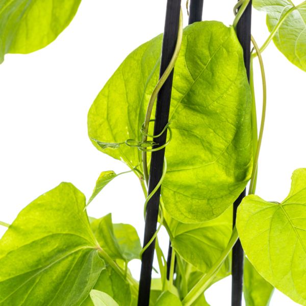 thumbnail_6000-12.png Ipomoea tricolor Heavenly Blue | 4 stuks