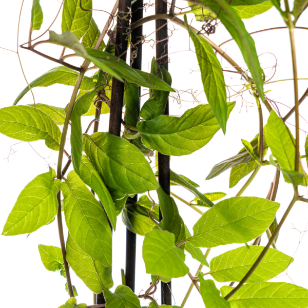 Cobea scandens Violet Blue | 4 stuks