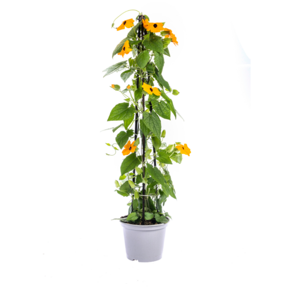 thumbnail_6000-23.png Thunbergia alata Sunny Susy New Orange | 4 stuks