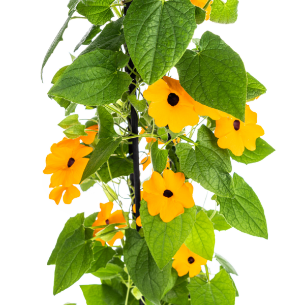 thumbnail_6000-24.png Thunbergia alata Sunny Susy New Orange | 4 stuks