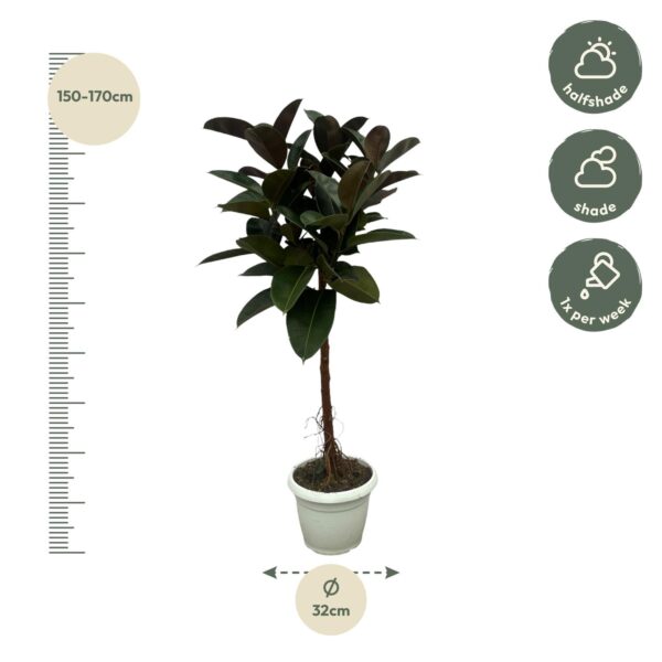 thumbnail_6000-303.jpg Ficus Elastica Robusta stam