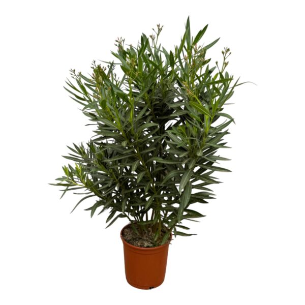 thumbnail_6000-306.jpg Nerium Oleander struik met rode bloem