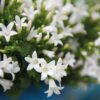 Campanula Addenda - Klokjesbloem wit | 12 stuks