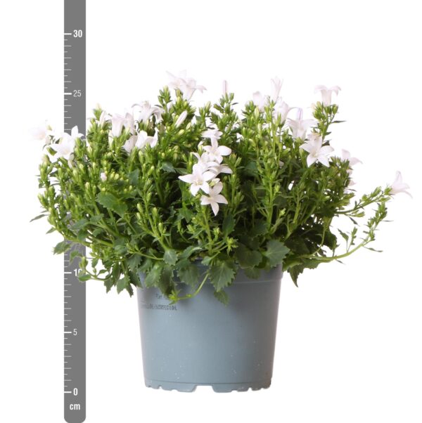 thumbnail_6000-320.jpg Campanula Addenda - Klokjesbloem wit | 12 stuks