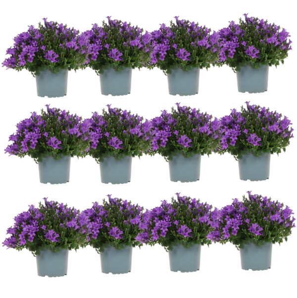 thumbnail_6000-321.jpg Campanula Addenda - Klokjesbloem paars | 12 stuks