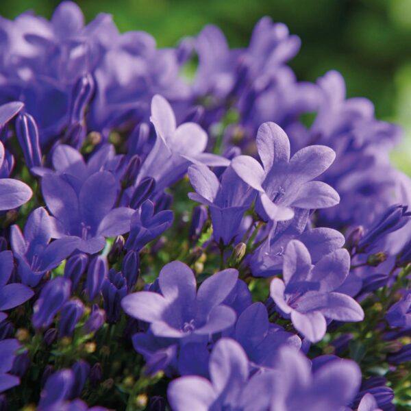 thumbnail_6000-323.jpg Campanula Addenda - Klokjesbloem paars | 12 stuks