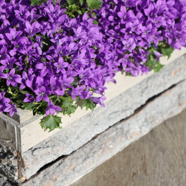 thumbnail_6000-327.jpg Campanula Addenda - Klokjesbloem paars | 12 stuks