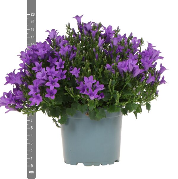 thumbnail_6000-329.jpg Campanula Addenda - Klokjesbloem paars | 12 stuks