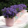 Campanula Addenda - Klokjesbloem paars | 6 stuks