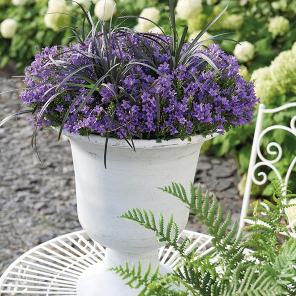 thumbnail_6000-335.jpg Campanula Addenda - Klokjesbloem paars | 6 stuks