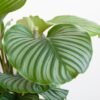 Calathea Orbifolia met Lissabon mand zwart