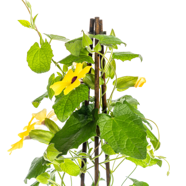 Thunbergia alata Sunny Susy Yellow | 4 stuks