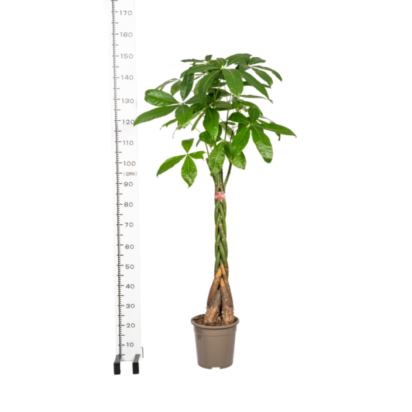 thumbnail_6000-48.png Pachira Aquatica